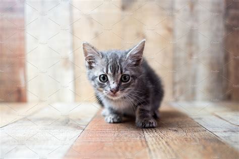 Cute Small Baby Silver Tabby Cat High Quality Animal Stock Photos