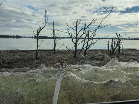 Millions Of Spiders Flee Victorian Floods And Invade Gippsland