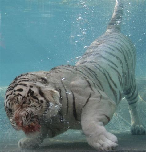 Oldie White Bengal Tiger Enjoying Its Meal Underwater