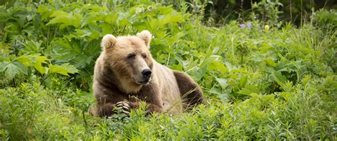 Download Wallpaper 2560x1080 Brown Bear Bear Predator Grass Dual