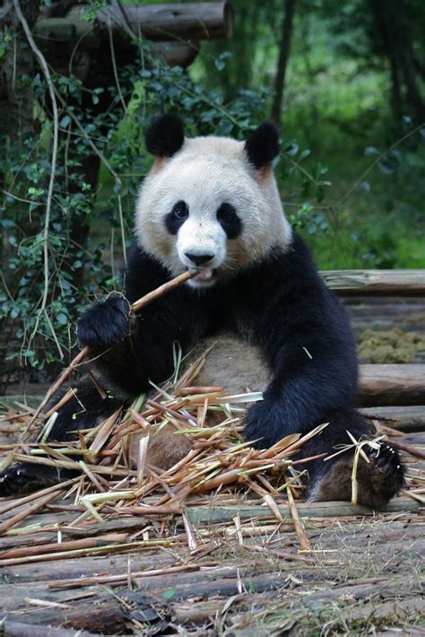 Giant Panda The Chengdu Research Base Of Giant Panda Breed Flickr