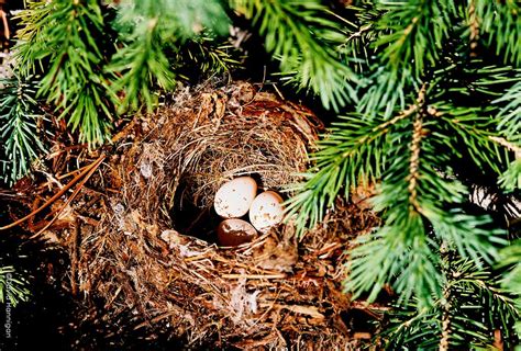 American robins will build their nest in shrubs, tree forks, or almost any substantial ledge, rarely on the ground. Understanding and Identifying Bird Nests - Colorado ...