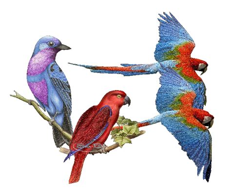Beautiful Animated  Birds Animated Birds ♦pretty Animated Birds♦