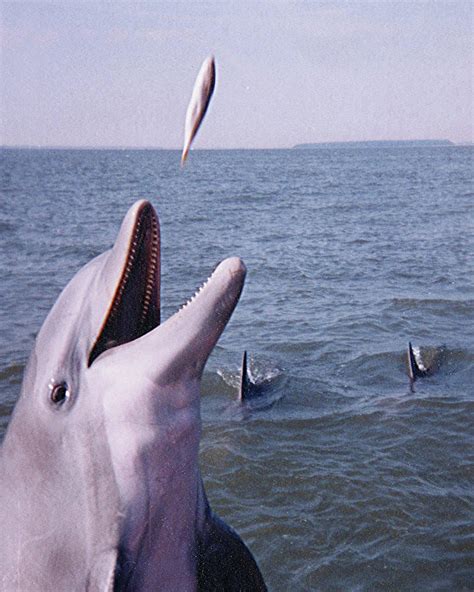 Dolphins Use Fish Heads Nipodfabric