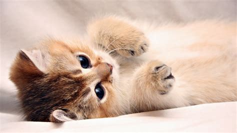 Free Download Cute Cat Wallpaper Cute Kitten Cat Hd Wallpaper