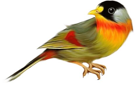 Finch Bird Png Picture Png All Png All