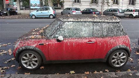 Red Cars And Bird Poop Ornithology