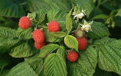 These suckers will be the plants that will flower and. Raspberry Ketone - Molecule of the Month - May 2012 - HTML ...