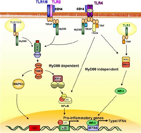 Toll Like Receptor Signaling Pathway Toll Like Receptors Tlrs With