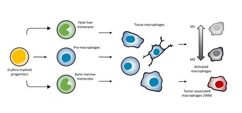 A Guide To Macrophage Markers Biocompare The Buyers Guide For Life
