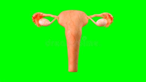 3d Illustration Of Female Reproductive System Human Anatomy