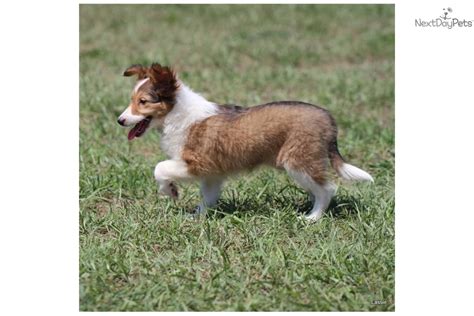 Meet Lassie A Cute Shetland Sheepdog Sheltie Puppy For Sale For 499