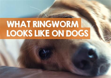 What Does Ringworm Look Like On A Dog Pictures