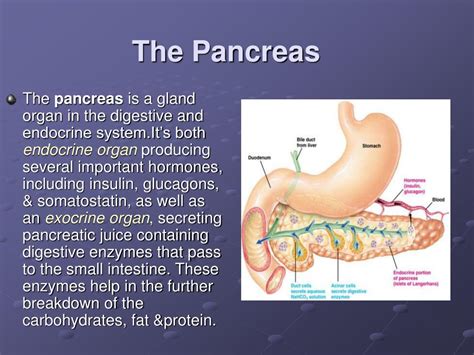 Ppt The Pancreas Powerpoint Presentation Free Download Id146163