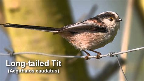Tit Long Tailed Tit Bird Call And Pictures For Teaching Birdsong