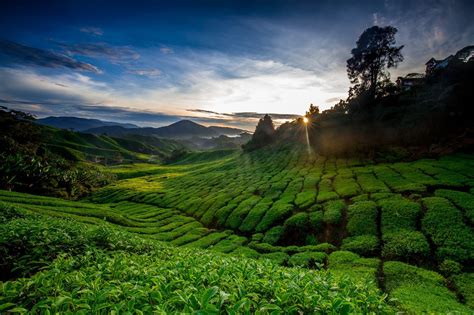 Cameron Highlands Malaysia By Lim Wei Chun 2000x1333 Landscape