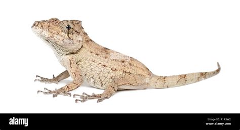 Anolis Porcus Hi Res Stock Photography And Images Alamy