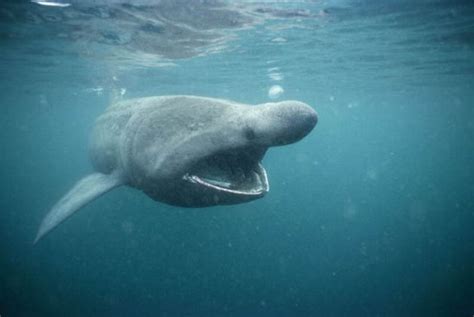 Pacific Sleeper Shark Or Sleeper Shark Blog Info And Facts