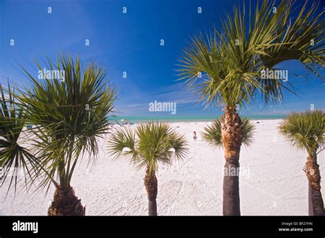 Palm Trees At Clearwater Beach Under Blue Sky Tampa Bay Florida Usa