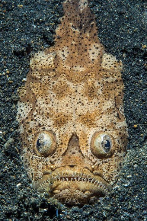 Weird And Wonderful Creatures That Live On The Ocean Floor Animales