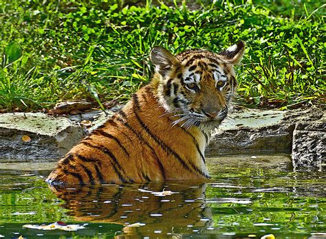 Young Tiger Cub Photograph By Stephen Path Fine Art America