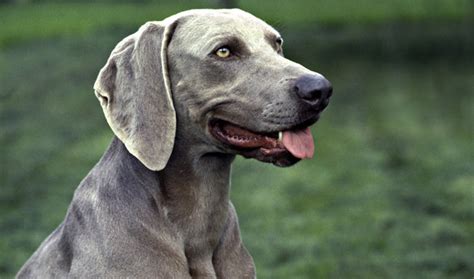Weimaraner Dog Breed Information