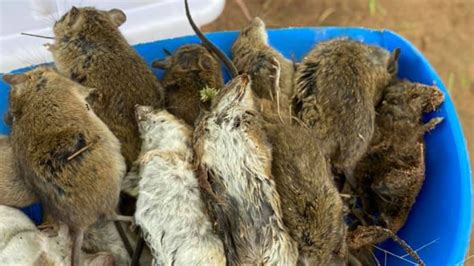 Mouse plague, two words no one ever wants to hear. Farmers and families suffering as mice plague hits NSW | Daily Telegraph