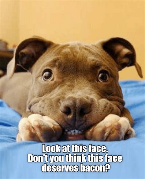 Look At This Face Pitbulls Dog Jokes Dog Quotes Funny