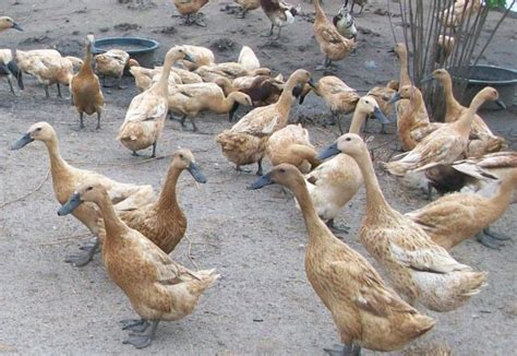 Komposisi kimia daging itik manila itik manila (entog) termasuk dalam ordo anseriformes, famili anatidae, genus cairina dan spesies moschata (suryawijaya, 1984). AGRADUTA Pertamas: ITIK MOJOSARI