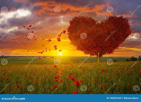 Red Heart Shaped Tree Symbol Of Love And Valentine S Day Stock Photo