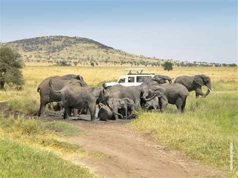 Kendra Safari Elephants Thomson Safaris