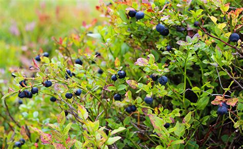 Myrtille Et Myrtillier Vaccinium Myrtillus Plantation Culture