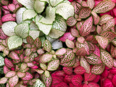 Fittonia Nerve Plant Care And Propagation My