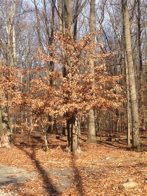 Staten Island Nature Finding Majestic Beech Trees In Our Woodland