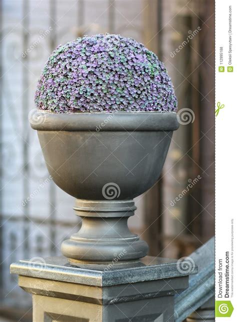 L'euryops è una pianta perenne appartenente alla famiglia delle compositae, il fiore assomiglia ad una margherita gialla ma è molto più resistente al freddo rispetto alle margherite tradizionali. Chiuda Su Di Una Pianta Viola Verde A Forma Di Palla Della Sfera Decorativa In Un Vecchio Vaso ...
