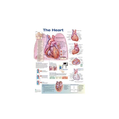 Unishop The Heart Anatomical Chart