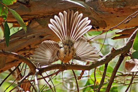 Majuba Photography Cheeky Birdy