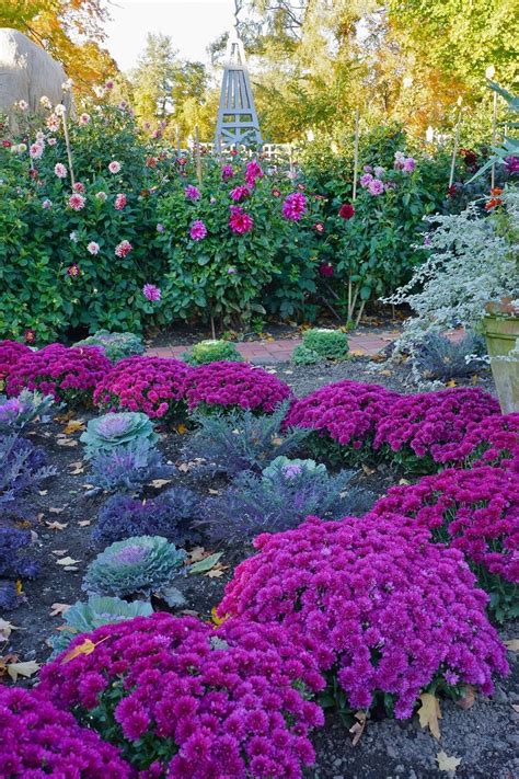 23 Beautiful Fall Mums Garden Landscaping Ideas 15 Beautiful