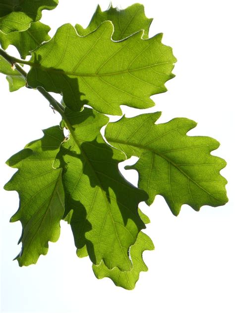 Oak Tree Leaves Plant A Quick But Complete Review Of Common Oak Tree