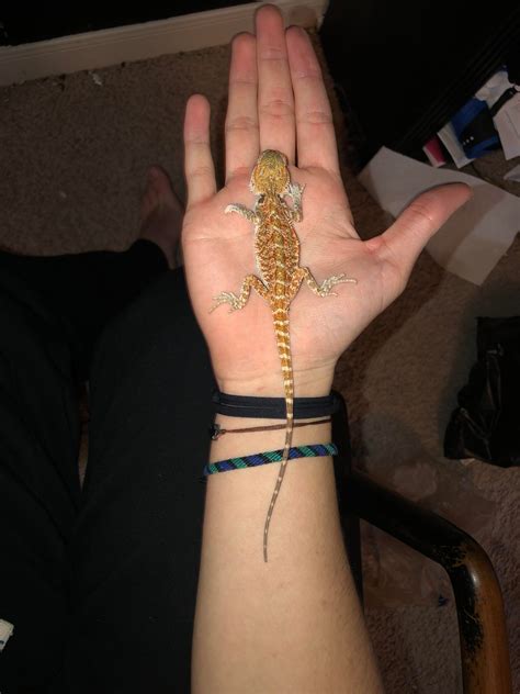 This Is My 3 And A Half Month Old Bearded Dragon Is He Healthy R