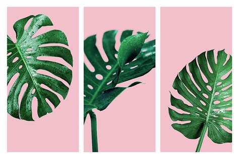 Monstera Deliciosa Or Swiss Cheese Plant Tropical Leaves And Wat