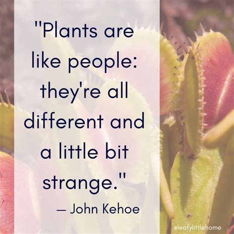 10 Inspirational Houseplant Quotes With Photos The Leafy Little Home