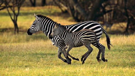 Zebra Baby Run With Mother Animals Beautiful Animals Wild African