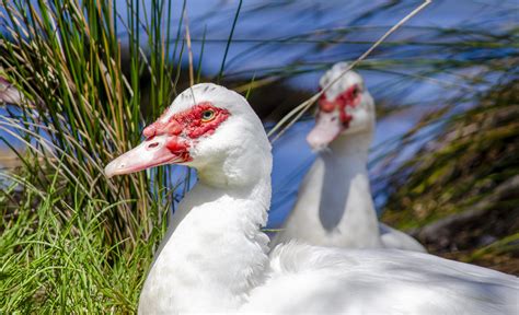 Muscovy Ducks Raustralianbirds