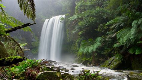 Forest Jungle Waterfall Hd Wallpaper Nature And