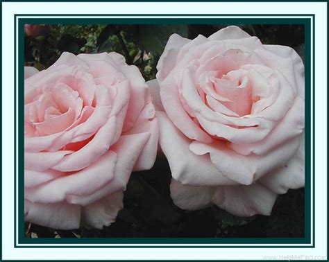 Anna Pavlova Rose Photo