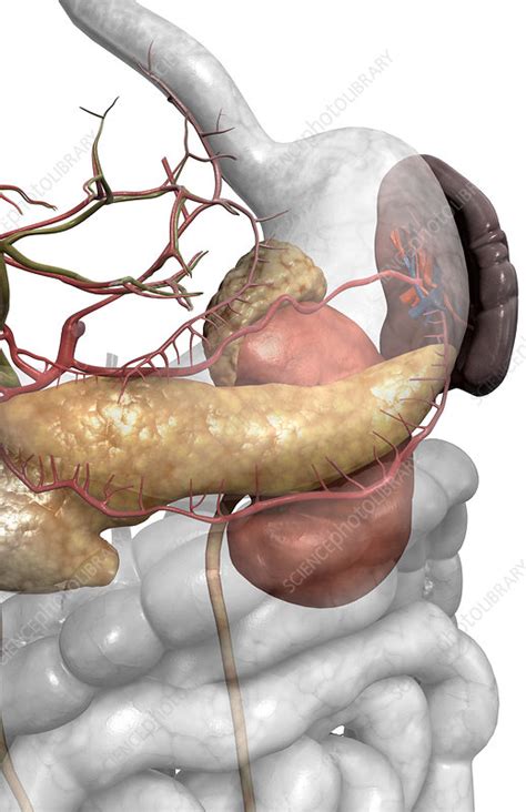 Accessory Digestive Organs Stock Image F0020786 Science Photo