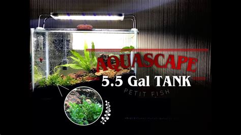 Aquascape 55 Gallon Tank Aquascape Youtube
