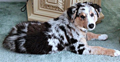 Is that just a puppy thing? Why we BOUGHT our Australian Shepherd puppy? | KiKi Talks Paws