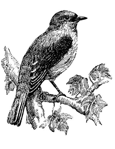 Nightingale Bird Clip Art Illustration The Old Design Shop